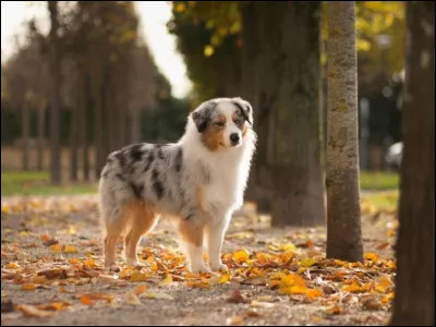 Un berger australien peut-il vivre dans un appartement ?
