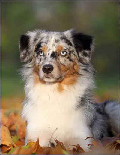 Combien mesure environ un Berger Australien ?