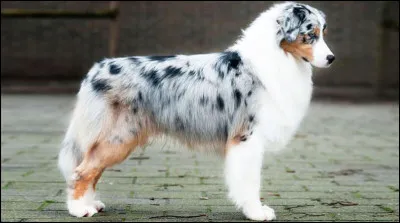 D'où cette race est-elle originaire ?