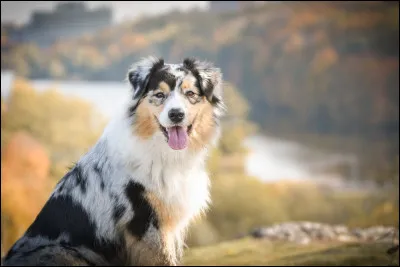 Où a-t-elle été développée ?