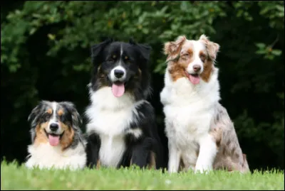 Quand a été créé cette race ?