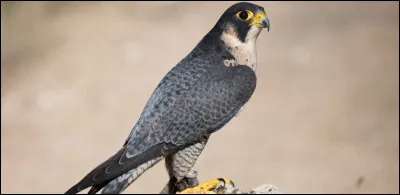 Quel est lanimal terrestre le plus rapide ?