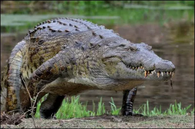 Combien de temps le crocodile du Nil vit-il en moyenne ?