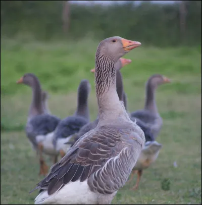 Quelle est la longueur moyenne de lanimal de la question 3 ?