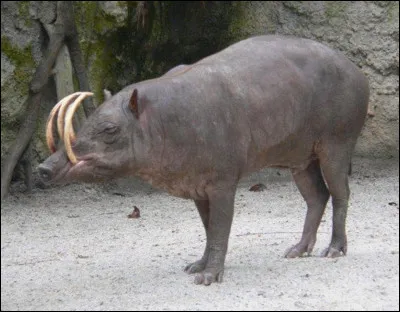 Comment se nomme cet animal ?