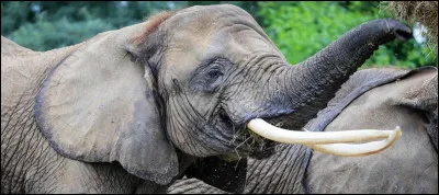 Quel est lanimal le plus lourd de la planète ?