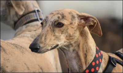 En France, la chasse avec un lévrier est autorisée.