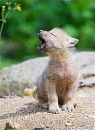 Mon premier n'est pas donné, mon second se fait remarquer, mon troisième interroge, mon tout vivait et vit toujours en Amérique du Nord !