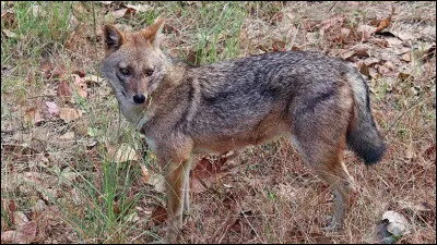 Mon premier prend sa source dans les chakras, mon second abreuve, mon troisième ne tient pas debout, mon tout est un bébé calmar !