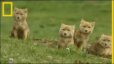 Mon premier est démonstratif, mon second est une mesure, mon troisième est considéré, souvent à tort, comme un charognard, mon tout incise pour extraire !