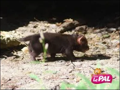 Mon premier a une allure féline, mon second est synonyme de pluie, mon tout ne vous donnera pas le moral !