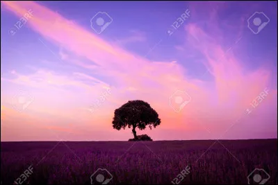 Quelle est la couleur dominante sur cette image ? (2)