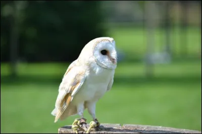 J'ai dit "je ne suis pas un hibou". Qui suis-je ?