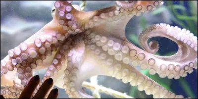 Langue française : Complétez la phrase suivante : "La première chose à faire est de rincer la plaie avec de l'eau de mer afin d'éliminer le reste de tentacules ... sur la peau".