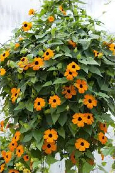 Botanique : Sous quel nom est connu cette plante grimpante aux fleurs orange à coeur noir ?