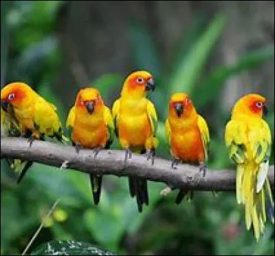 Quel oiseau préfères-tu ?