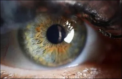 Quel il préfères-tu ?