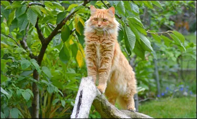 De quelle couleur veux-tu que soient tes yeux ?