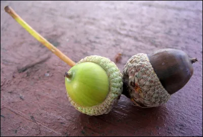 Fait avec de la pâte à choux, quel est l'autre nom du gland au kirch ?