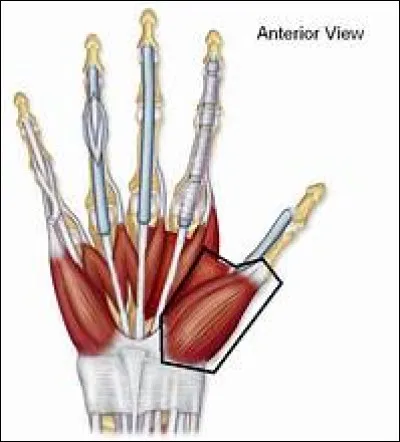 Comment s'appelle le muscle qui approche le pouce de la paume de la main ?