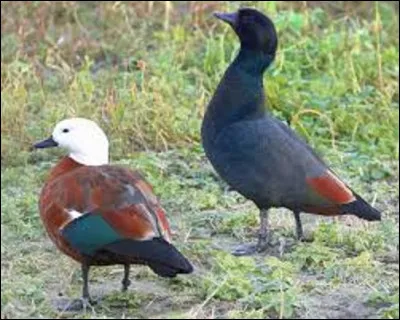 Le Tadorne de paradis est une race de canard. De quel pays est-il originaire ?