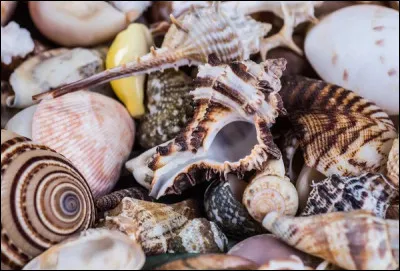 Quel coquillage de la baie du Mont-Saint-Michel a une AOC et une AOP ?