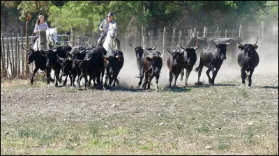 La question pour que chacun ait au moins un point : Comment appelle-t-on les troupeaux de taureaux ?