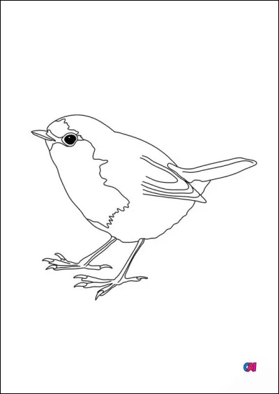 Est-ce que le rouge-gorge familier a vraiment la gorge rouge ?