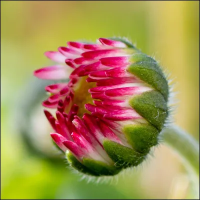 Mon premier fut chanté par Pierre Bachelet, mon second n'est pas malin, mon troisième vient d'arriver, la neige concerne mon tout !