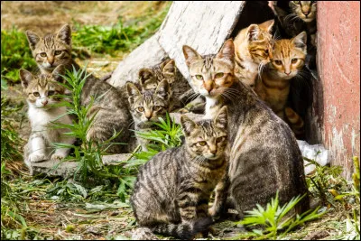 Qui sont les deux autres élus avec Pelage de Lion ?