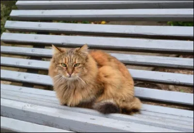 Comment meurt Étoile de Feu ?