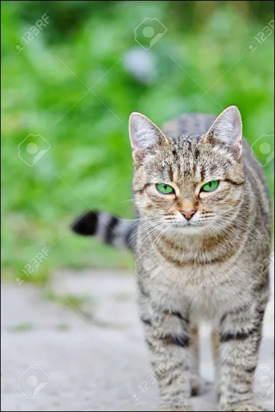 Qui est Poil d'Écureuil pour il de Geai, Pelage de Lion et Feuille de Houx ?