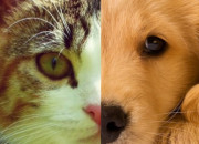 Test Es-tu plutt chien ou chat ?