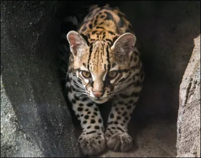 Celui-là ressemble beaucoup au serval, mais c'est un/une :