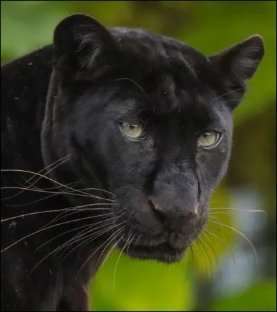 Ce félin qui fait penser à une ombre est :