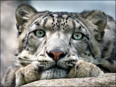 La cousine de la précédente, c'est la :