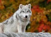 Test Es-tu un loup-garou ou un vampire ?
