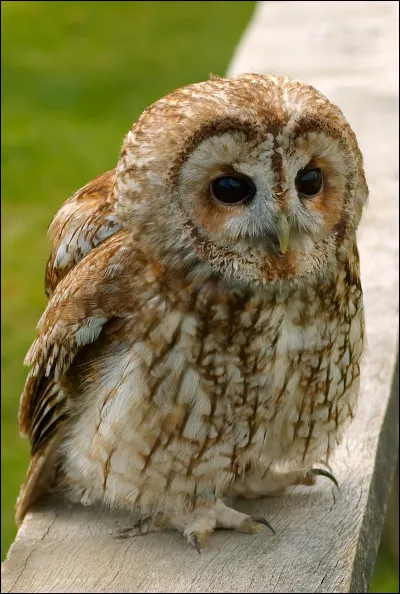 Pour continuer, on va choisir un regard plus doux que celui du rapace au-dessus, ici :