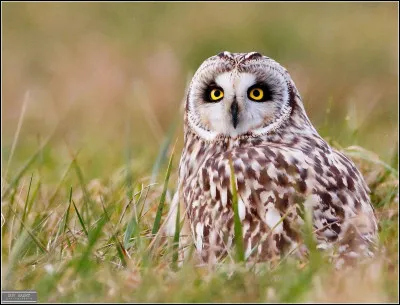 Et lui alors, avec ses yeux jaunes, comment s'appelle-t-il ?