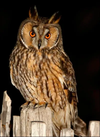 Continuons, avec un rapace que l'on peut trouver dans nos forêts de nuit :