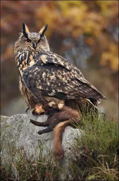 Celui-ci ressemble à celui du dessus, c'est un :