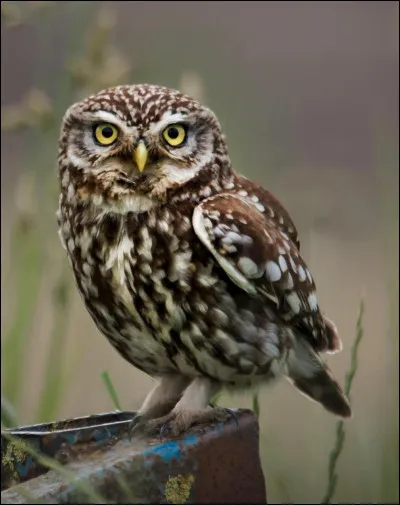 On peut appeler cette petite chouette "chouette chevêche" ou :