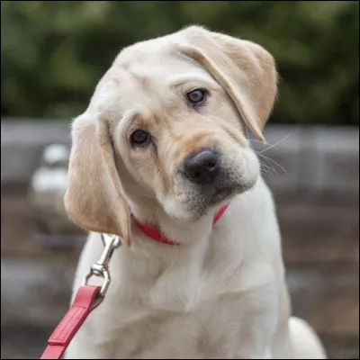 Et quelles sont-elles ?