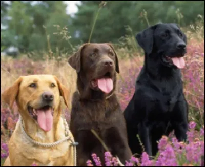 Quelle est la partie sensible du labrador ?