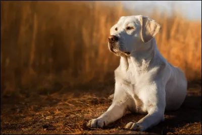Quelle est la légende concernant cette race ?