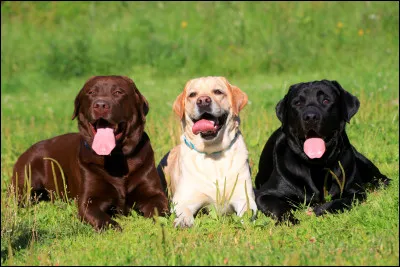 De quel groupe fait partie le labrador ?