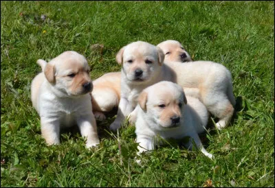 Combien coûte environ un labrador ?