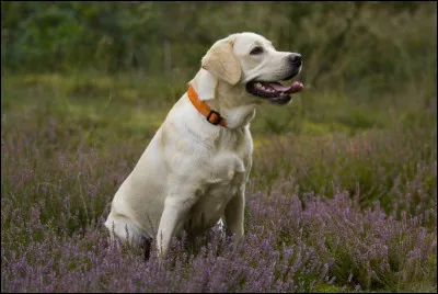 Le labrador est un chien parfait pour les familles.