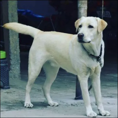 Il est un chien de :