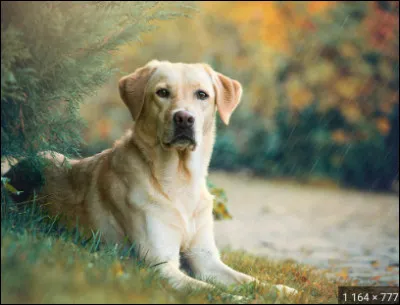 Comment est son poil ?